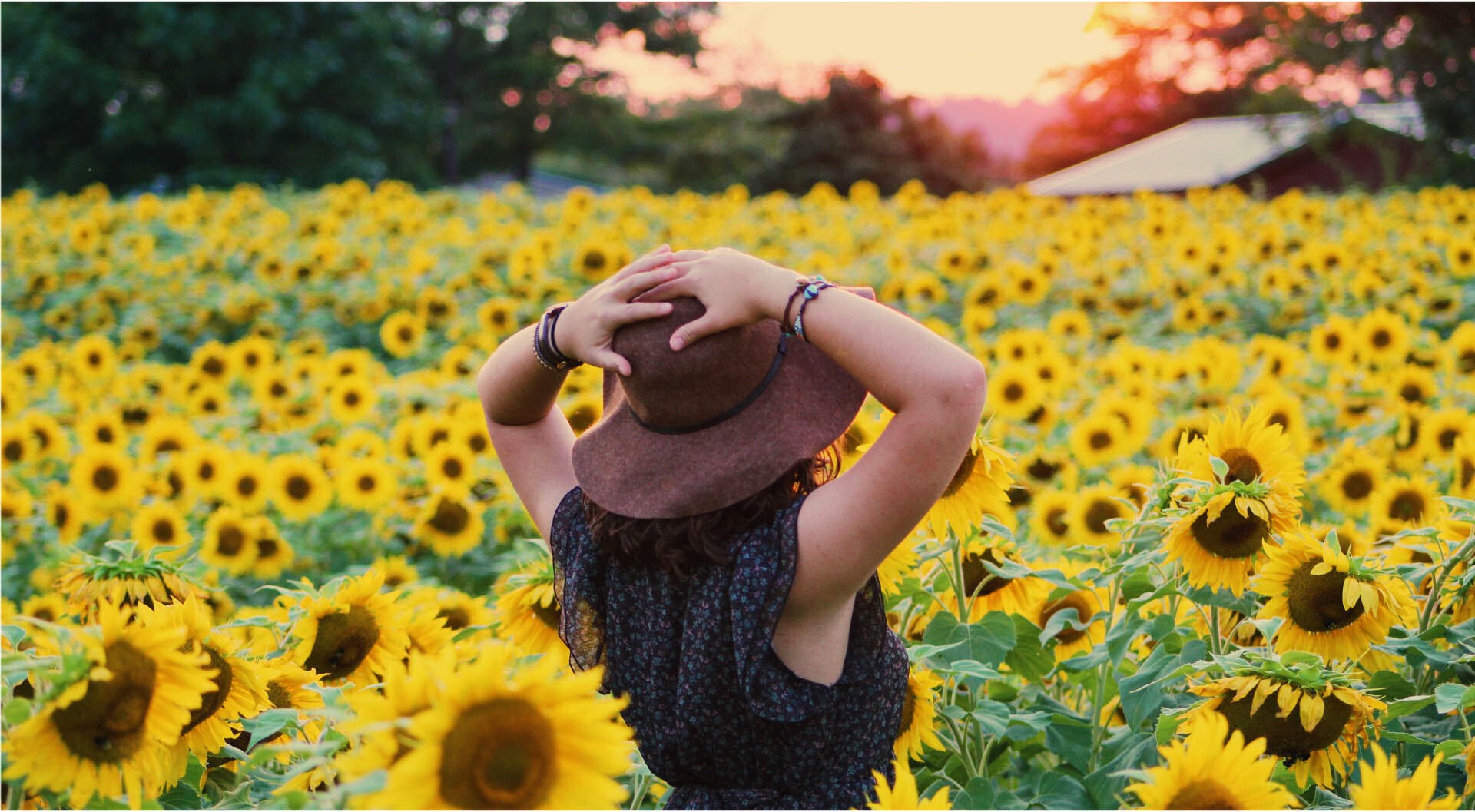 lady walking through a field of sunflowers